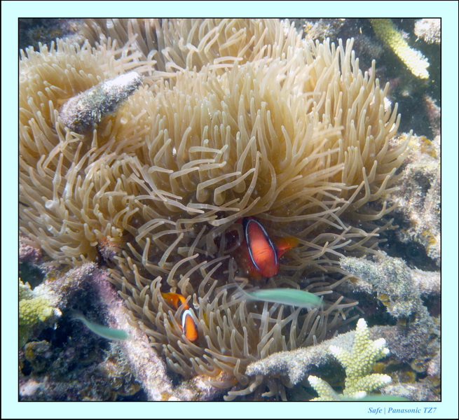 2009   07   Perhentians 025